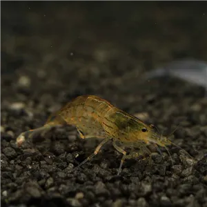 Krevetka Caridina japonica "Gold" Krevetka Caridina japonica "Gold"