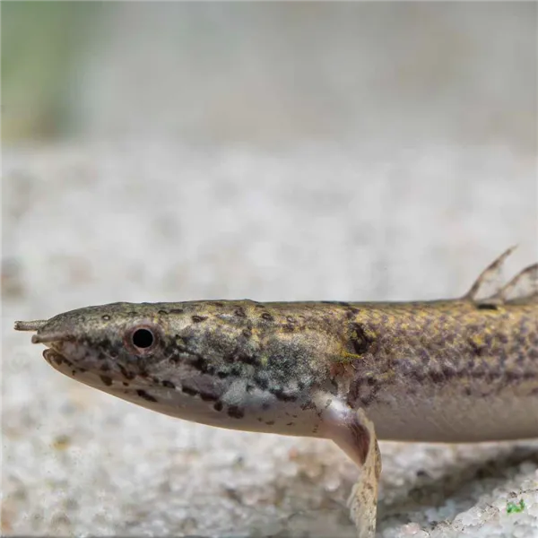 Bichir Delhezův 7 cm