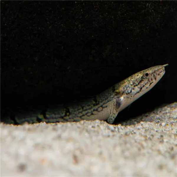 Bichir Delhezův 7 cm