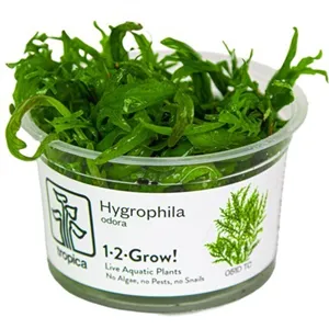 Tropica Hygrophila Odora 1-2 Grow! Tropica Hygrophila Odora 1-2 Grow!