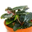 Tropica Bucephalandra 'Kedagang' Tropica Bucephalandra 'Kedagang'