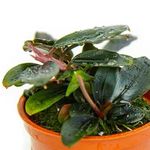 Tropica Bucephalandra 'Kedagang' Tropica Bucephalandra 'Kedagang'