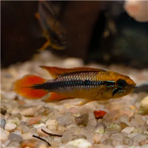 Cichlidka Agassizova