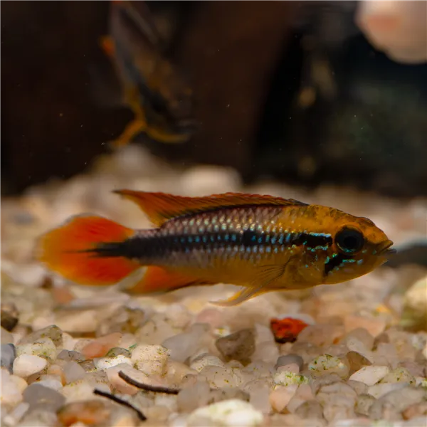 Cichlidka Agassizova