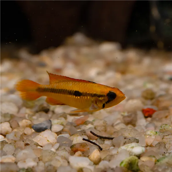 Cichlidka Agassizova