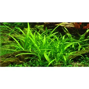 Tropica Sagittaria subulata 'Needle Leaf' In-Vitro 1-2 Grow! Tropica Sagittaria subulata 'Needle Leaf' In-Vitro 1-2 Grow!
