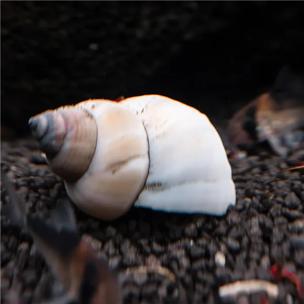 Filopaludina white