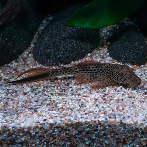 Squaliforma emarginata L011 Squaliforma emarginata L011