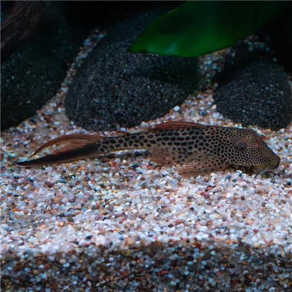 Squaliforma emarginata L011