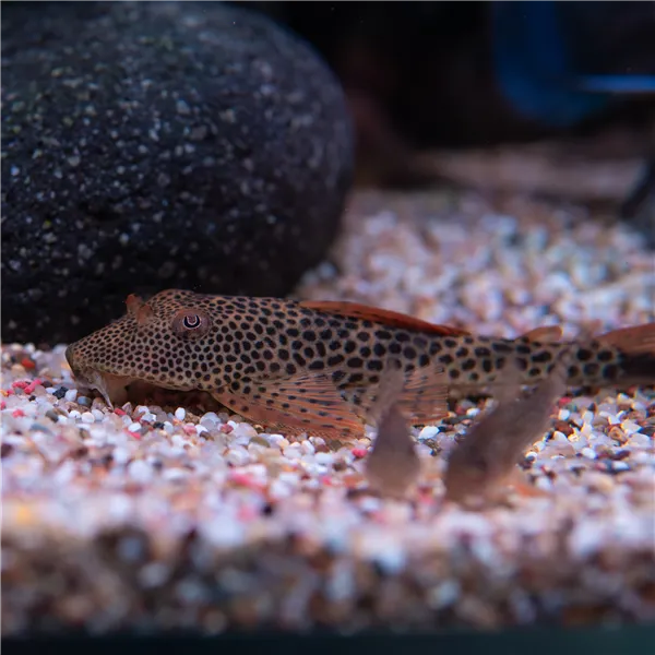 Squaliforma emarginata L011