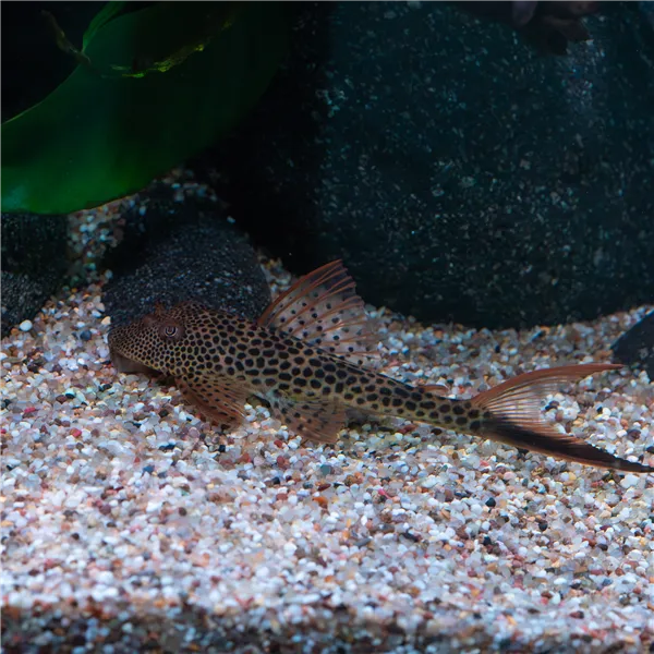 Squaliforma emarginata L011