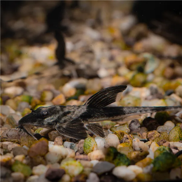 Loricaria Rio atabopo